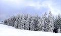 Panorama of chrismas trees under snow