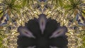 Panorama Circular abstract design shape made from California photo of white flowers in the city of San Francisco