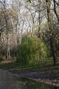 Panorama of the city park. View of the shore and the first ice on the pond.