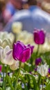 Panorama Close up of dainty tulips with exquisite purple and white petals on a sunny day