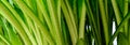 Panorama close-up of fresh Hosta stalks covered in dew drops