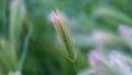 Panorama Close up of grasses with slim green stems topped with thread like white spikes