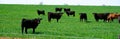 Panorama cloud blue sky over large free ranch grass fed cattle cows farm with diverse group brown, charolais, black Angus cattle Royalty Free Stock Photo