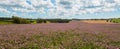 Panorama of clover flowers in bloom