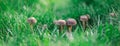 panorama of cluster of mushrooms growing in a green grass lawn low perspective Royalty Free Stock Photo