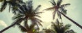 Panorama of coconut palm trees on cloudy sky background. Low Angle View. Toned image Royalty Free Stock Photo