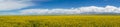 Panorama of cole flower landscape Royalty Free Stock Photo