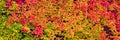 Panorama, colorful autumn leaves
