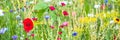Panorama, colorful flower meadow at the heyday, poppies and other wildflowers Royalty Free Stock Photo