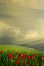 Art Panorama of a colourful sunset on a flowering green meadow