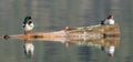 Panorama of common merganser couple. Royalty Free Stock Photo