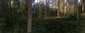 Panorama of a coniferous forest in warm late evening light Royalty Free Stock Photo