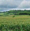 Panorama corn on the farm