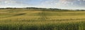 Panorama of corn field in late afternoon sun Royalty Free Stock Photo