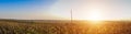Panorama of a corn field at sunset Royalty Free Stock Photo