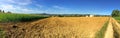 Panorama with cornfield Royalty Free Stock Photo