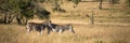 Panorama of a couple of peaceful zebras at sunset in the savannah South Africa