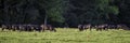 Panorama of cow herd with cattle egrets