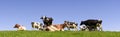 Panorama of cow herd on meadow Royalty Free Stock Photo