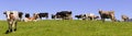 Panorama of cow herd on meadow Royalty Free Stock Photo