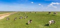 Panorama of cows on the dike at the IJsselmeer in Gaasterland