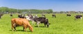 Panorama of cows in the dutch landscape Royalty Free Stock Photo