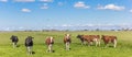 Panorama of cows in the dutch landscape Royalty Free Stock Photo