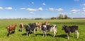 Panorama of cows in the dutch landscape Royalty Free Stock Photo