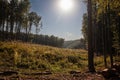 Panorama of a croatian logging camp, a lumber site in a forest in Papuk natural park, used to exploit wood resources, cut trees