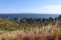 Picturesque landscape of pine trees over the sea against the background of blue sky and yellow grass on a sunny summer evening, Cr Royalty Free Stock Photo