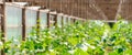 Panorama of a cucumber plant in a greenhouse. Growing cucumber. Tied up plants