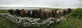 Panorama of curious cow, Orkney, Scotland