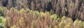 Panorama of the dead dry forest in Germany. Bark beetle calamity. Environmental disaster Royalty Free Stock Photo