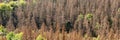 Panorama of the dead dry forest in Germany. Bark beetle calamity. Environmental disaster Royalty Free Stock Photo