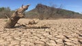 Panorama of a dead tree embedded in parched cracked dirt  mud flat in the old Southwest Royalty Free Stock Photo