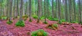 Panorama of deep larch forest, Mount Hoverla, Carpathians, Ukraine Royalty Free Stock Photo