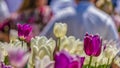 Panorama Delicate purple and white tulips at a lush garden illuminated by sunlight