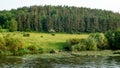 Panorama dense forest with a mountain river. Landscape summer forest. Royalty Free Stock Photo