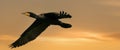 A Panorama Of A Detailed Cormorant In Flight With Spread Wings. Against A Golden Sky With Yellow Clouds. Copy Space
