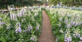 Panorama digital or foxglove with mauve flowers Royalty Free Stock Photo