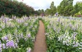 Panorama digital or foxglove with mauve flowers Royalty Free Stock Photo