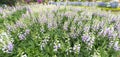 Panorama digital or foxglove with mauve flowers Royalty Free Stock Photo