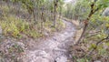 Panorama Dirt hiking trail through young woodland trees