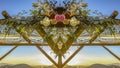 Panorama Double Chuppah at a Jewish wedding with sunset behind on green hills