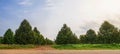 Panorama durian tree farm in thailand