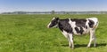 Panorama of a dutch black and white Holstein cow Royalty Free Stock Photo