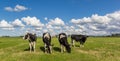 Panorama of dutch black and white Holstein cows Royalty Free Stock Photo