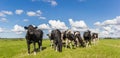 Panorama of dutch black and white Holstein cows Royalty Free Stock Photo