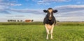 Panorama of a dutch cow and a farm in Holland