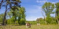 Panorama of dutch cows in the heather landscape of Drenthe Royalty Free Stock Photo